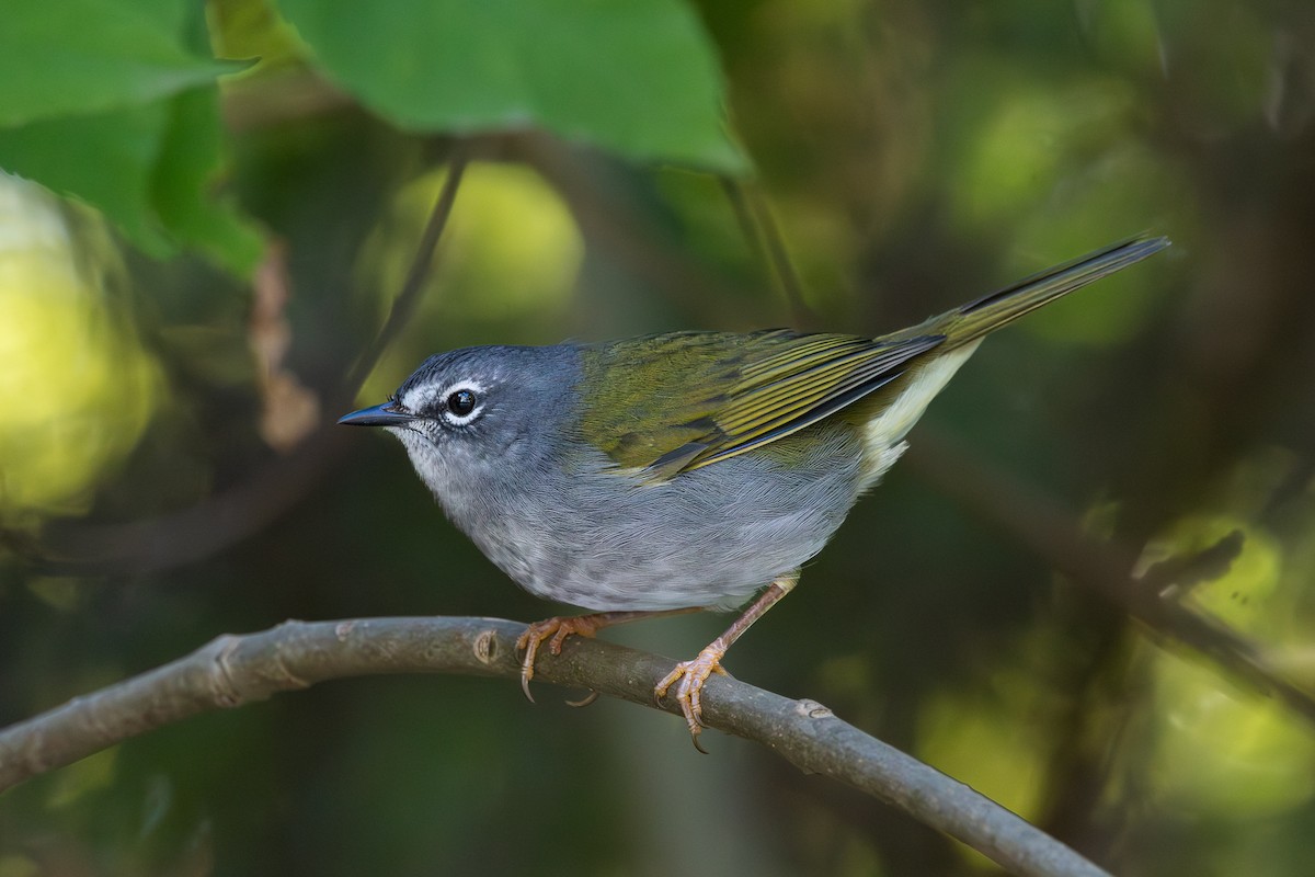 White-browed Warbler - Nicolas Mazzini