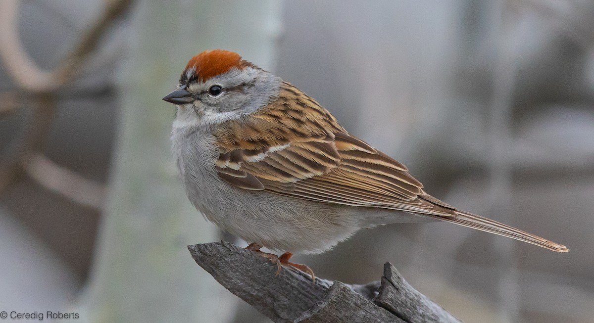 Chipping Sparrow - Ceredig  Roberts