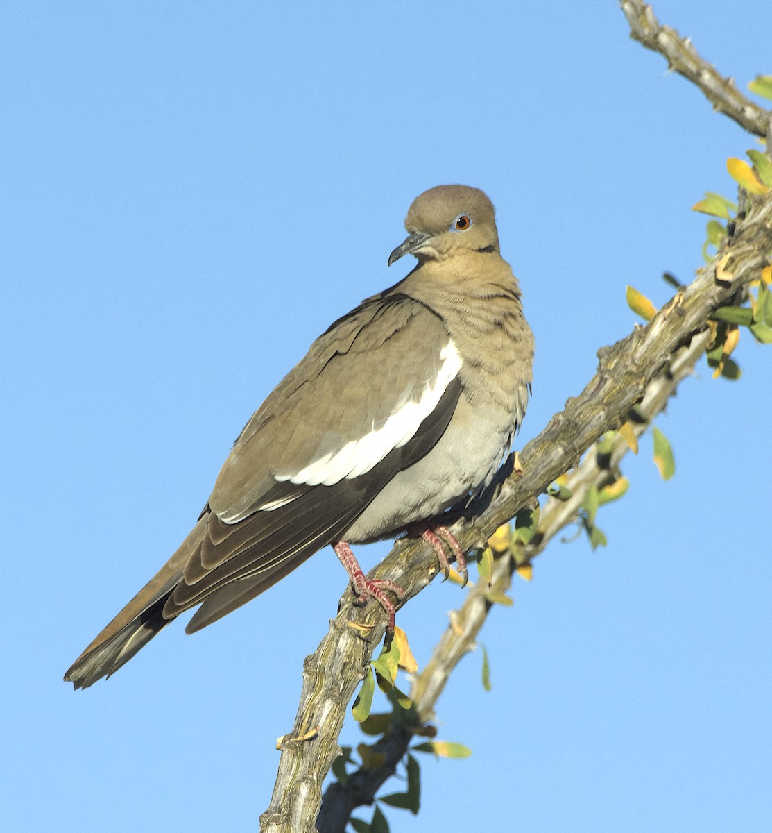 White-winged Dove - ML618169422