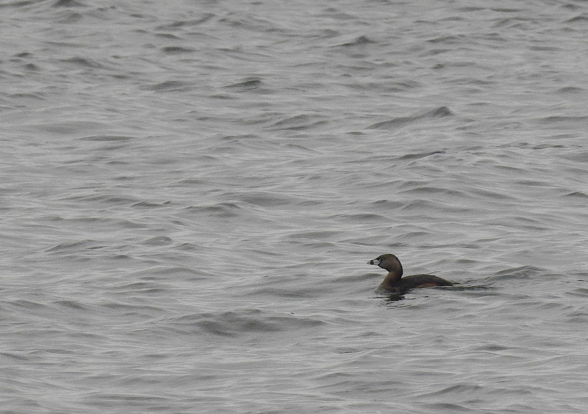 Pied-billed Grebe - Bob Curry