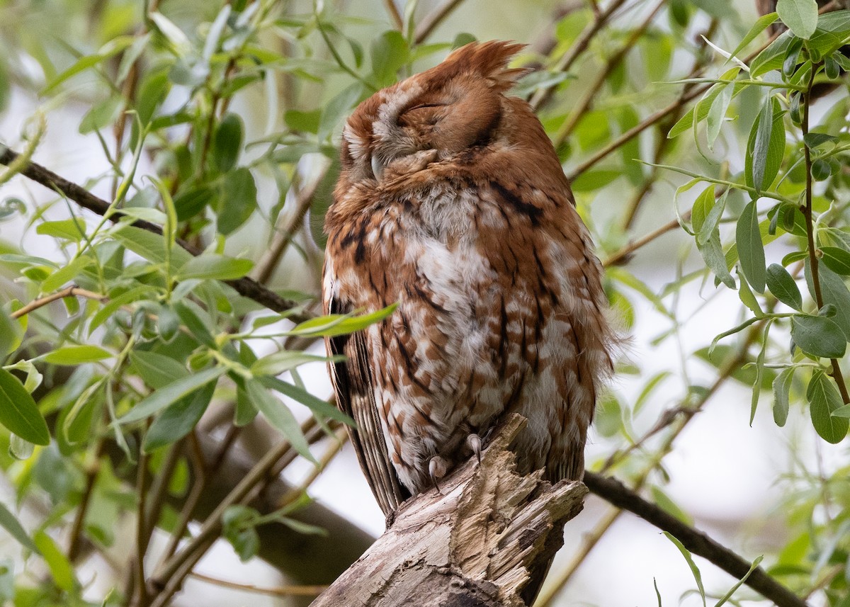 Eastern Screech-Owl - ML618169453