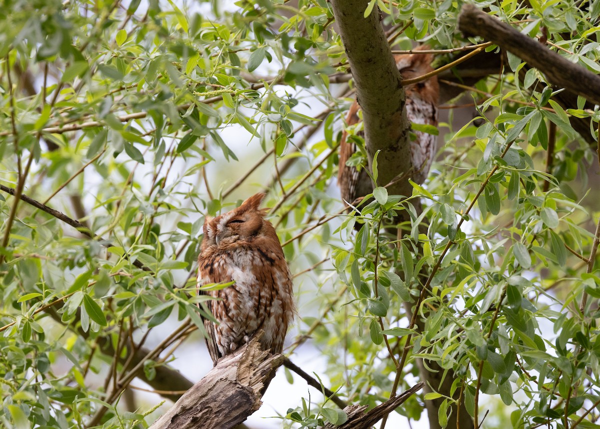 Eastern Screech-Owl - Daniel Blower