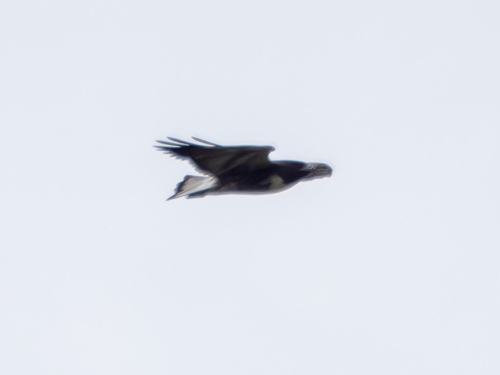 White-tailed Hawk - Mark Scheuerman