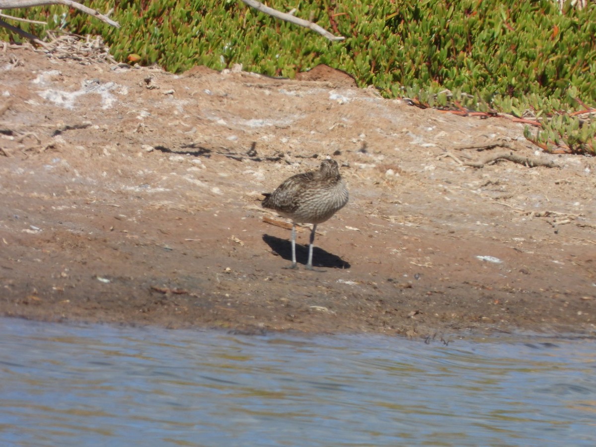 Whimbrel - Miguel Hernández Santana