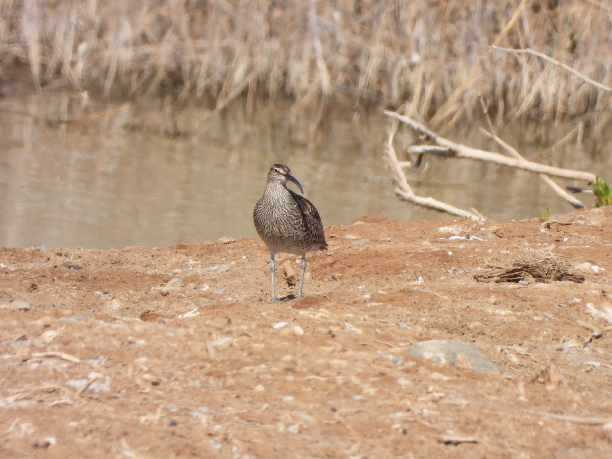 Whimbrel - Miguel Hernández Santana