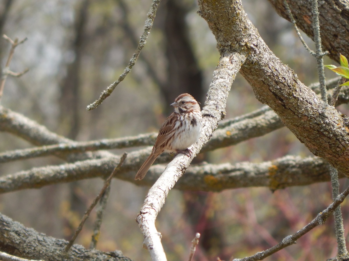 Song Sparrow - Jayden Parker