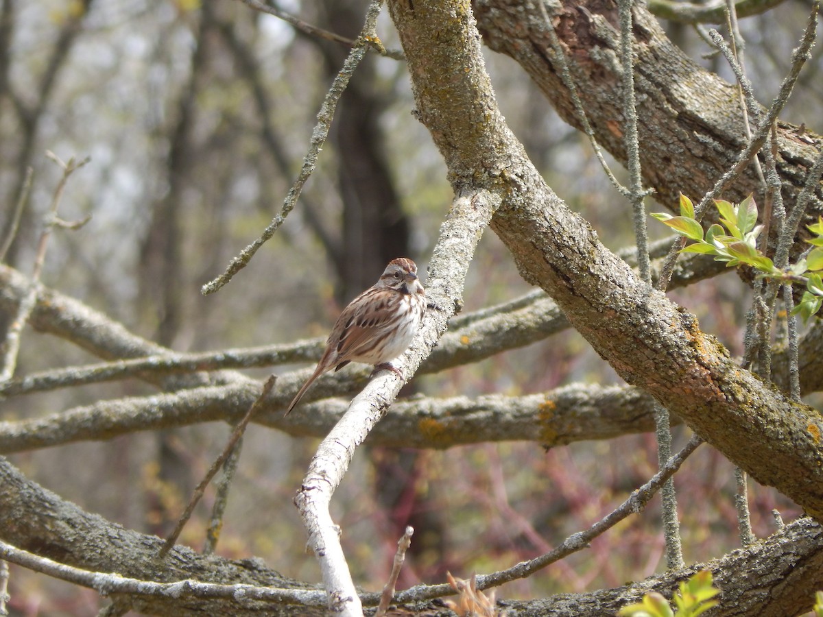 Song Sparrow - Jayden Parker