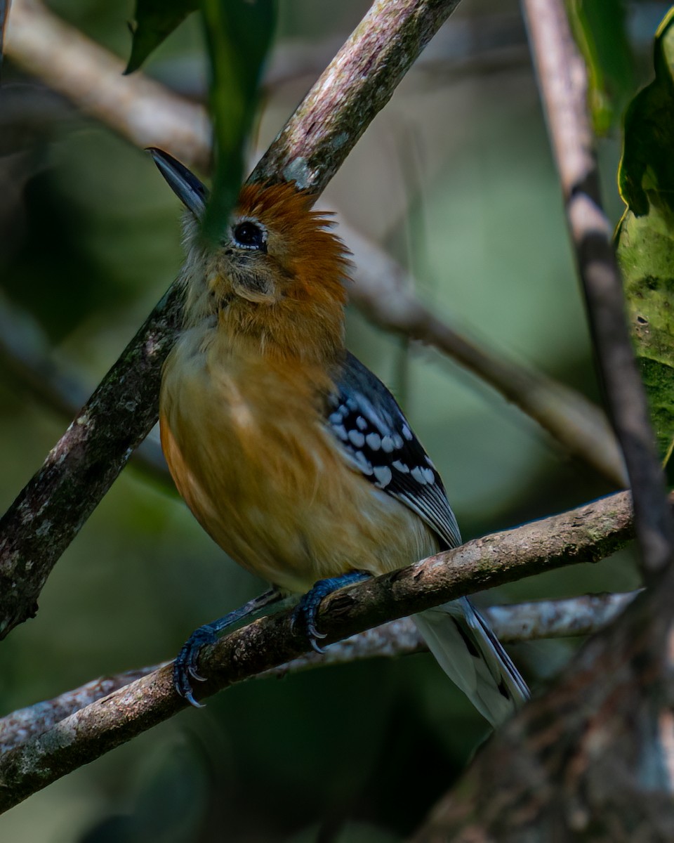 Large-billed Antwren - ML618169484