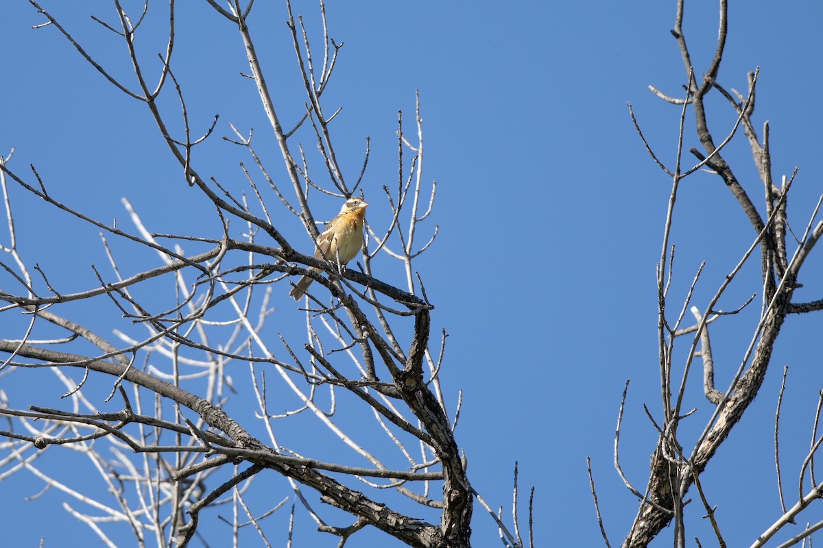 Black-headed Grosbeak - ML618169493