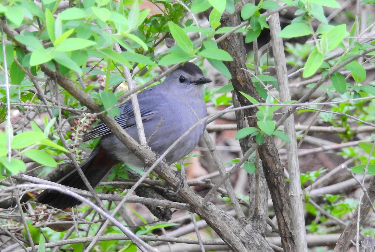 Gray Catbird - Bob Curry