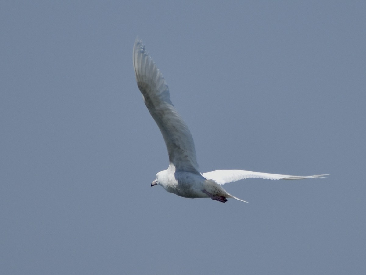 Glaucous Gull - Trevor MacLaurin