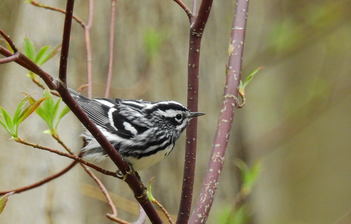 Black-and-white Warbler - Bob Curry