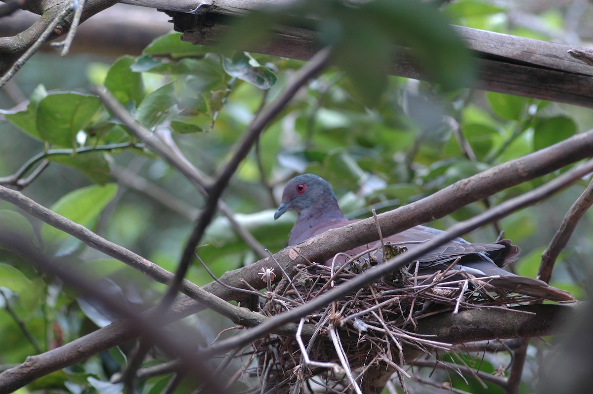 Pale-vented Pigeon - Francisco Sornoza