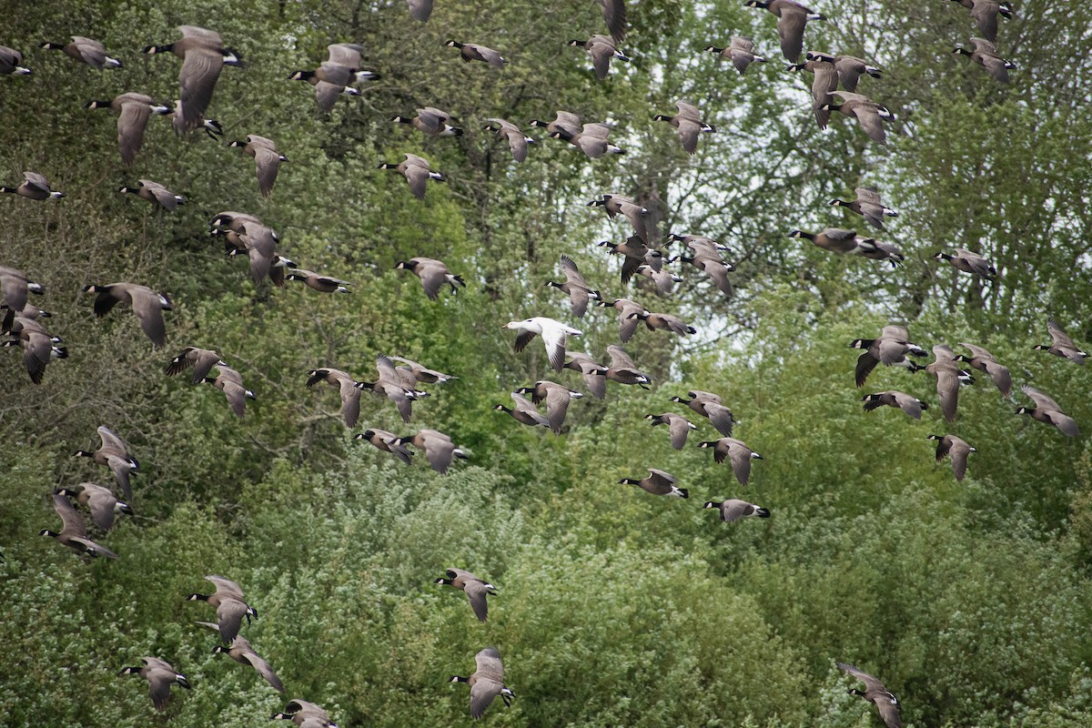 Snow Goose - Valita Volkman