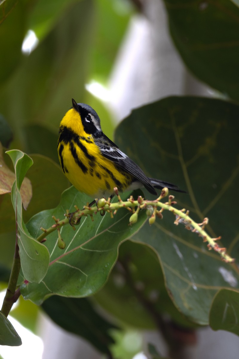 Magnolia Warbler - Ryan Graham