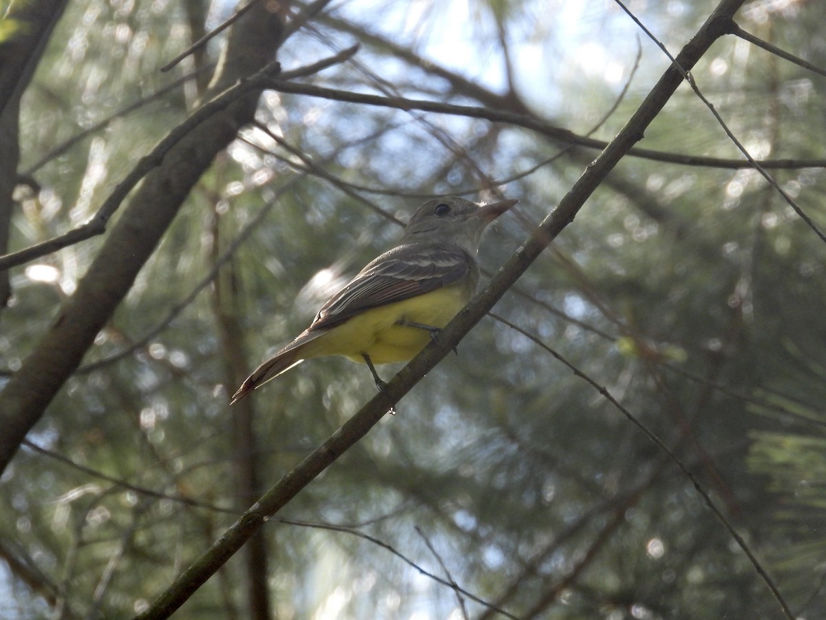 Great Crested Flycatcher - ML618169587