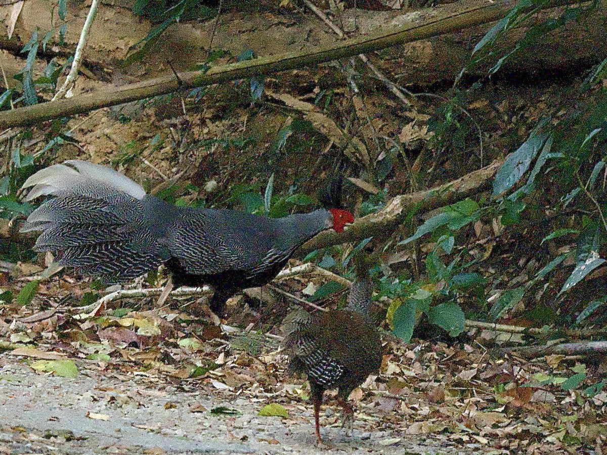 Kalij Pheasant - Craig Rasmussen