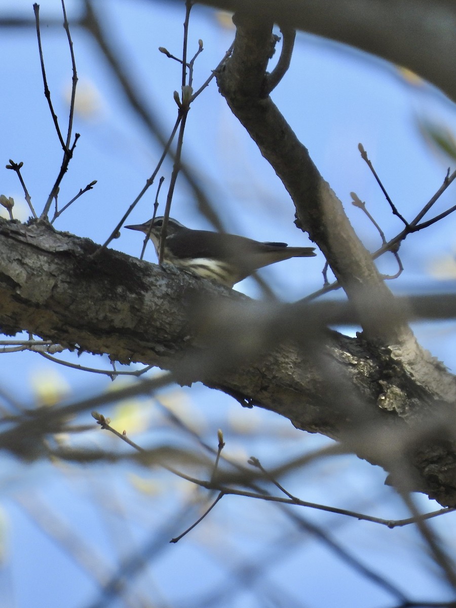 Louisiana Waterthrush - ML618169606