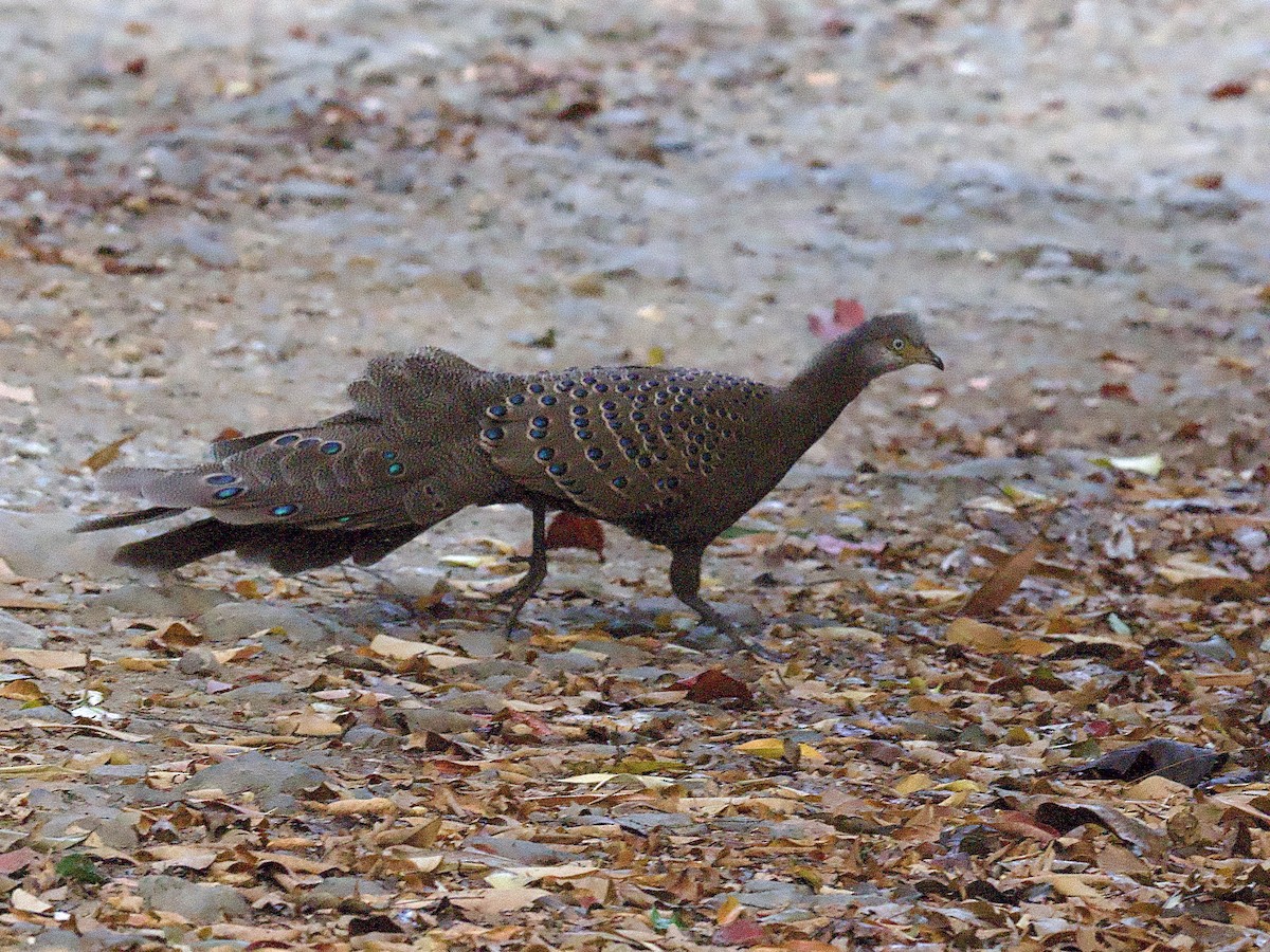 Gray Peacock-Pheasant - Craig Rasmussen