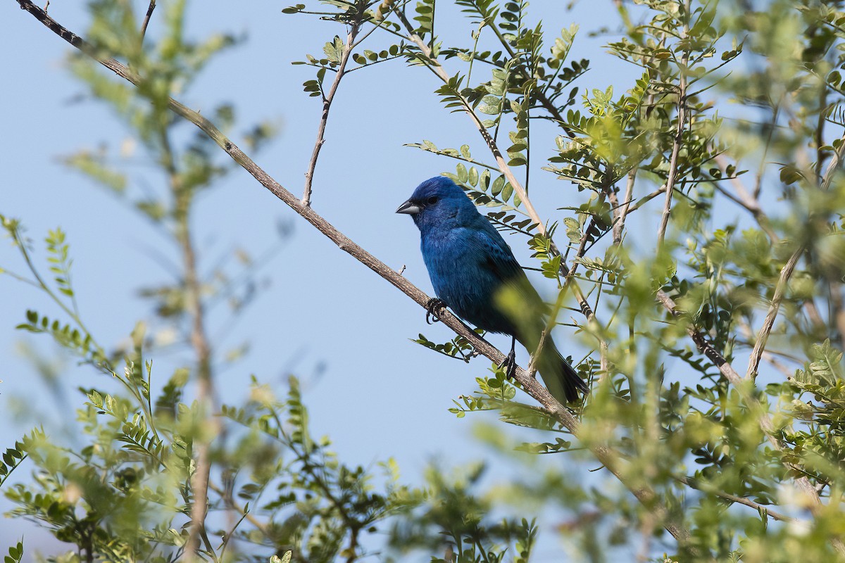 Indigo Bunting - Rada SC