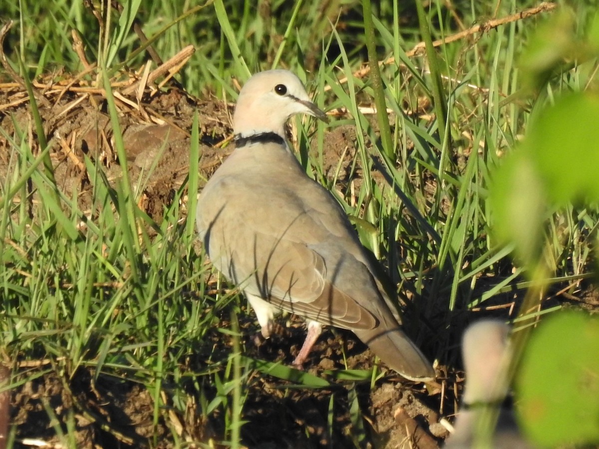 Ring-necked Dove - Clare Mateke