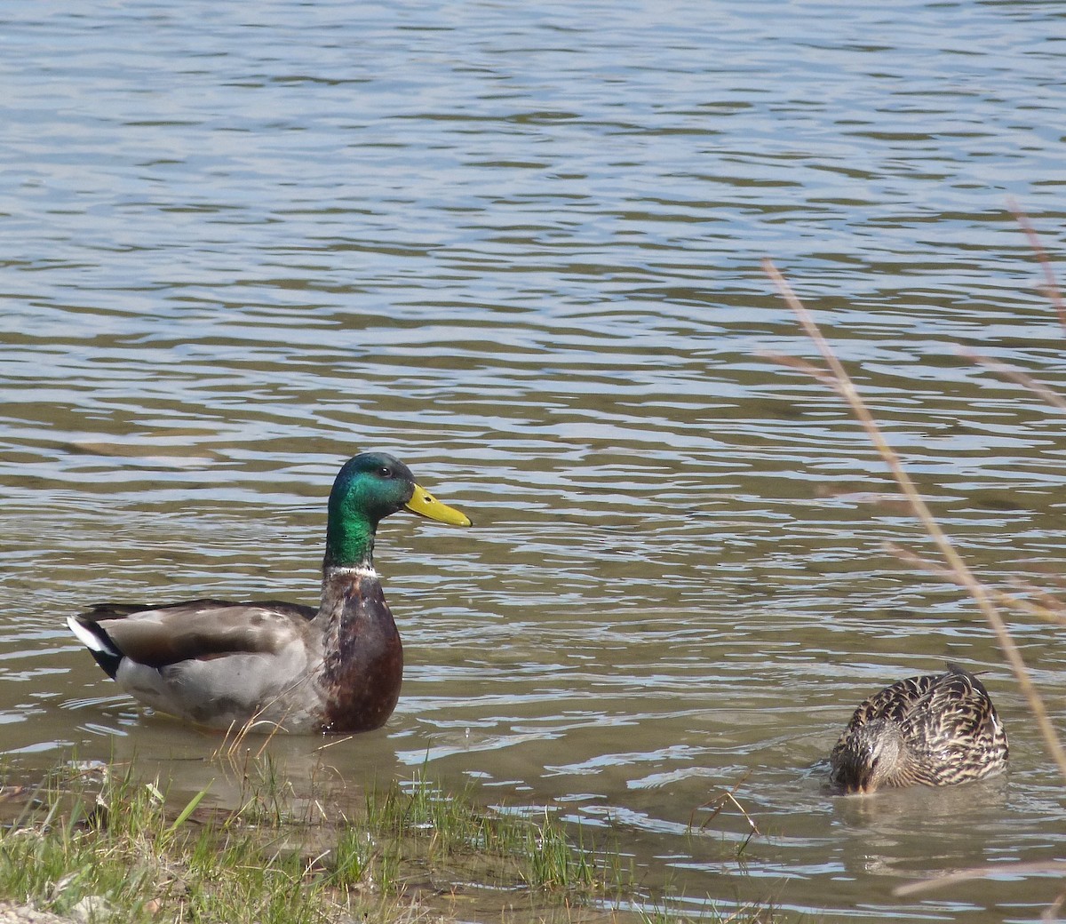 Mallard - Kenneth Stinchcomb