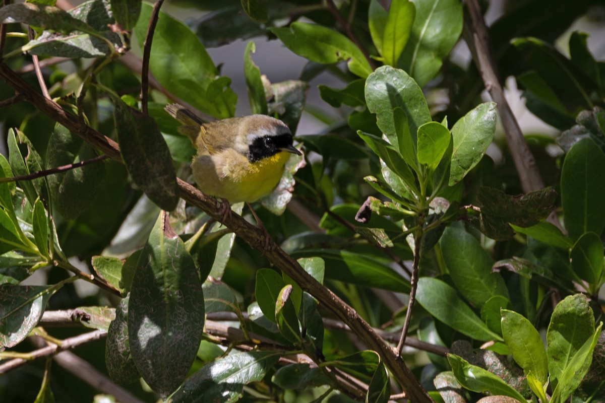 Common Yellowthroat - ML618169667