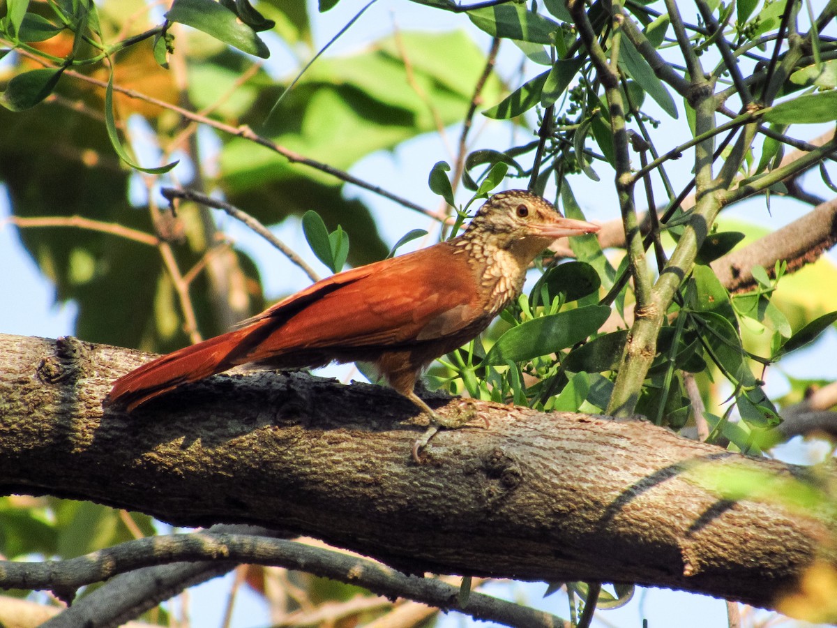 Straight-billed Woodcreeper - Pedro Jose Caldera