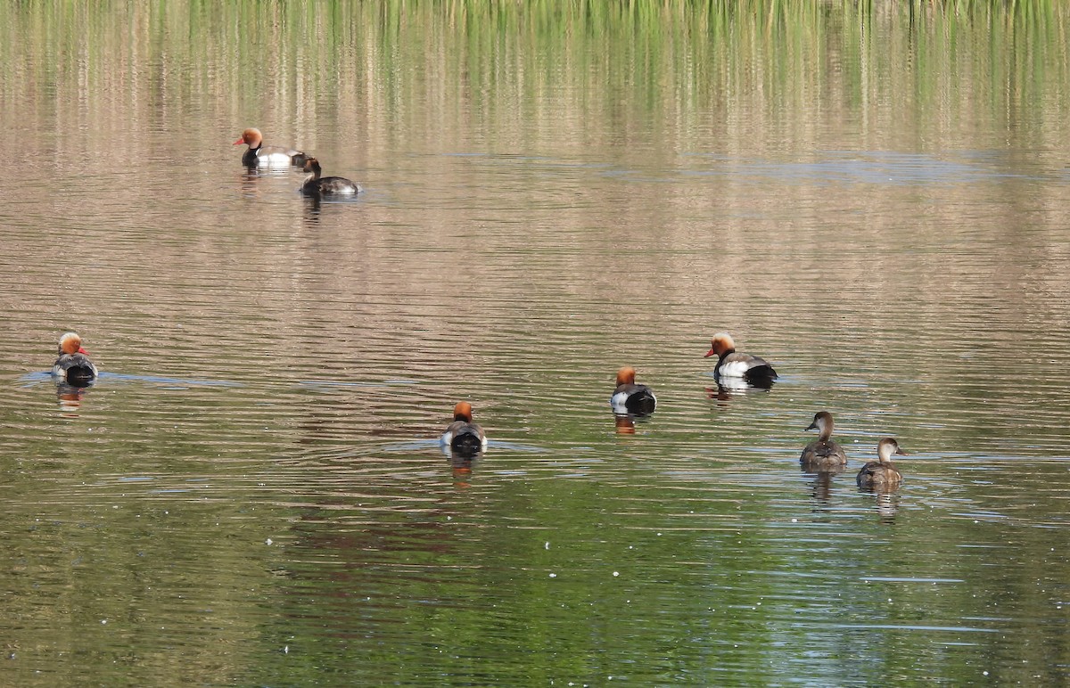 Red-crested Pochard - José Barrueso Franco