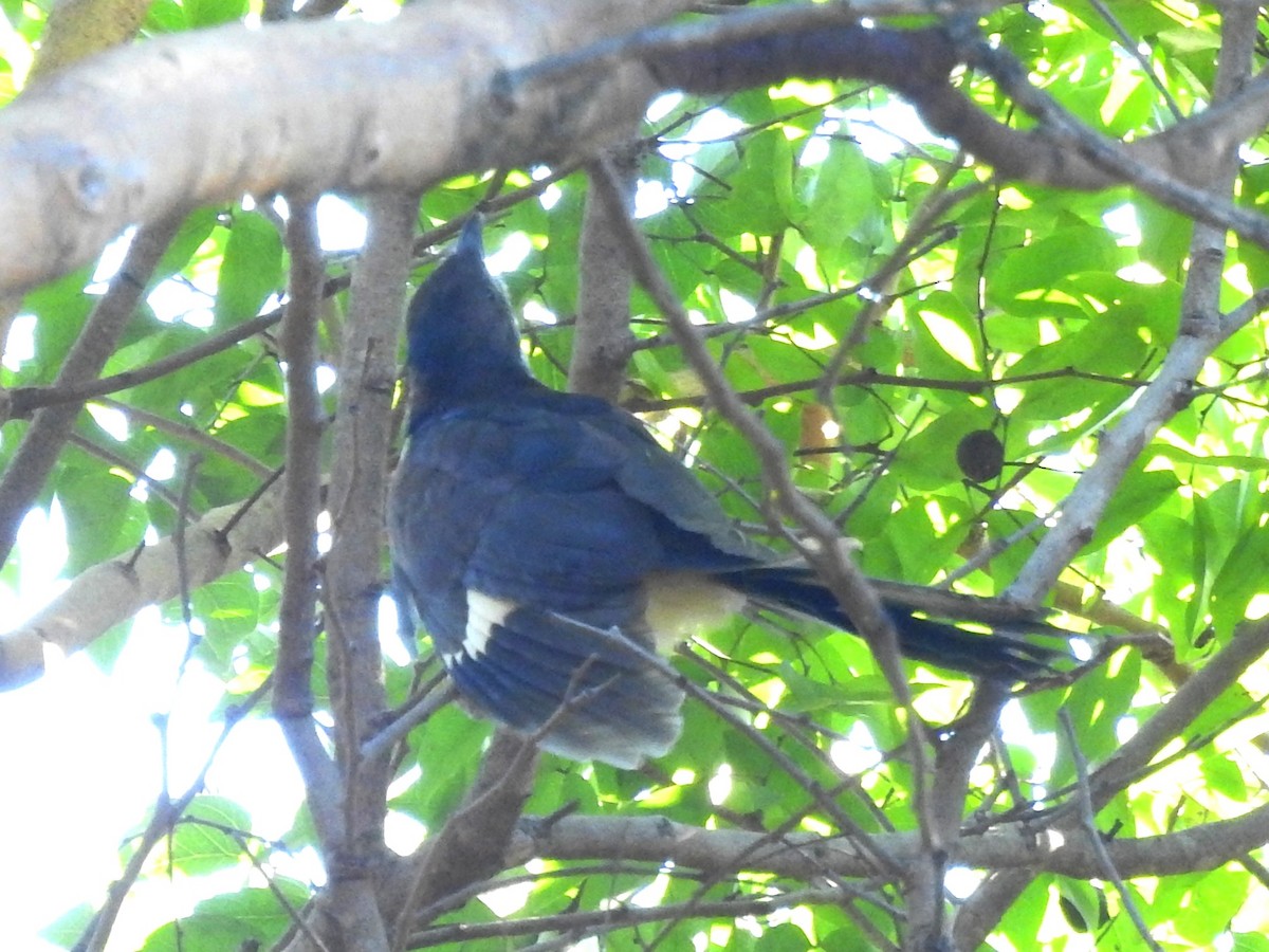 Levaillant's Cuckoo - Clare Mateke