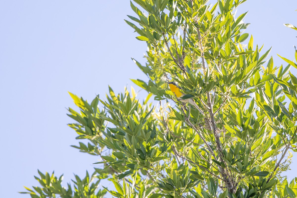 Yellow-breasted Chat - Michael Sadat