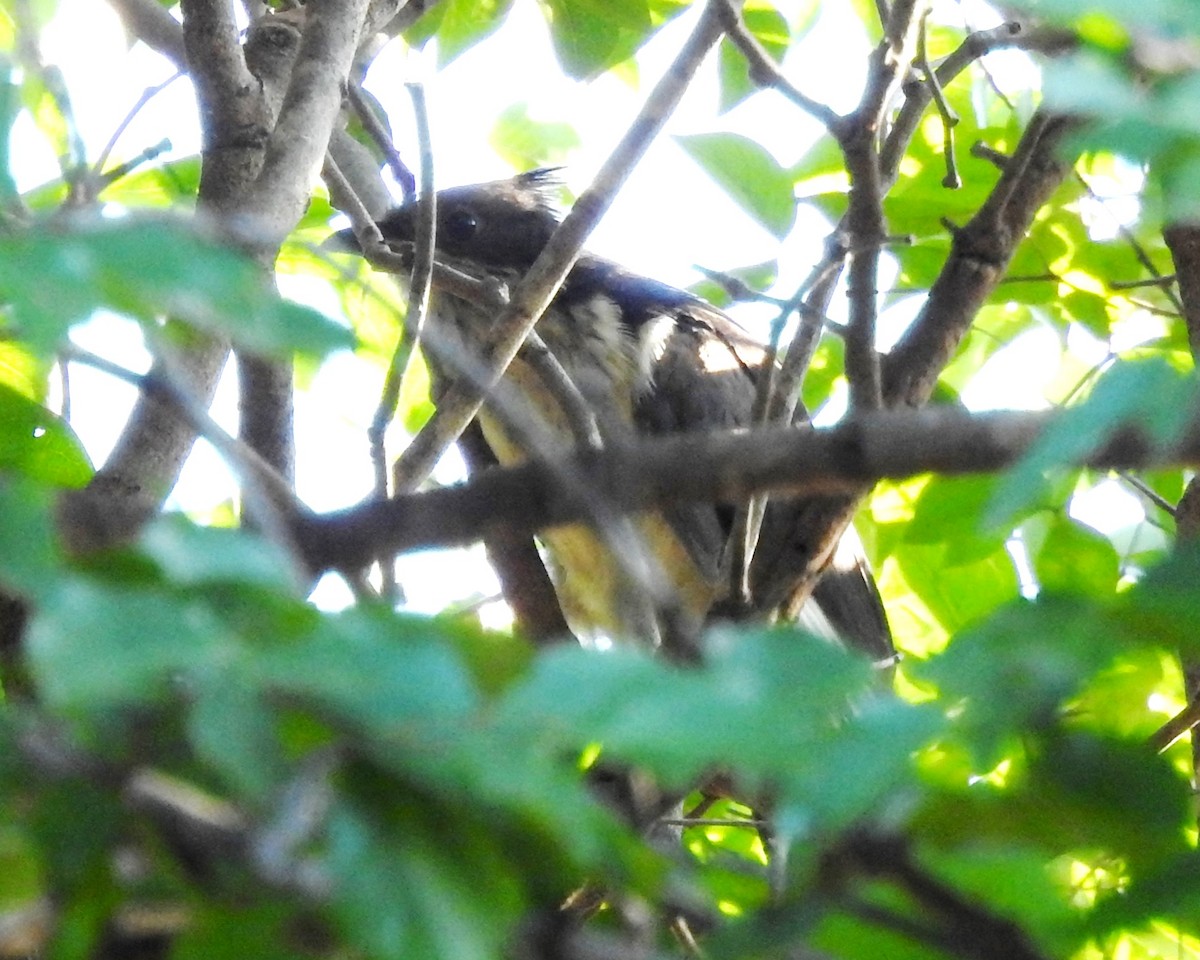 Levaillant's Cuckoo - Clare Mateke