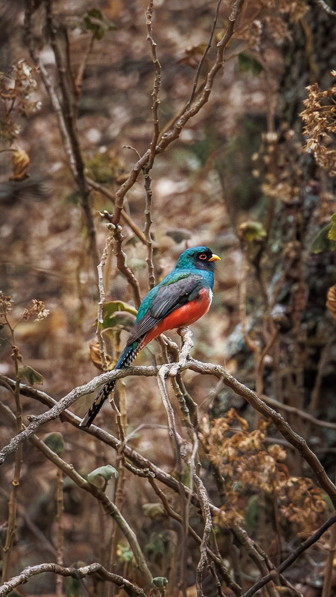 Mountain Trogon - ML618169723