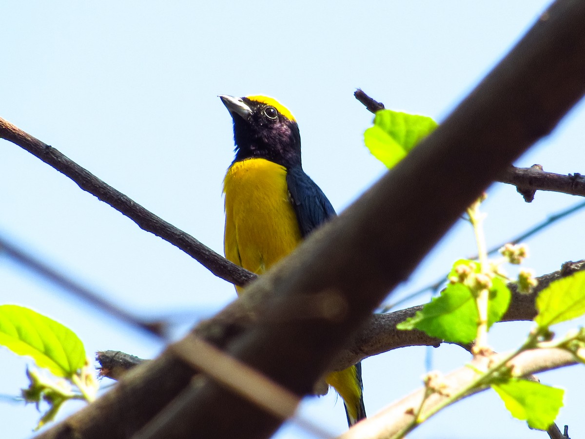 Trinidad Euphonia - ML618169735