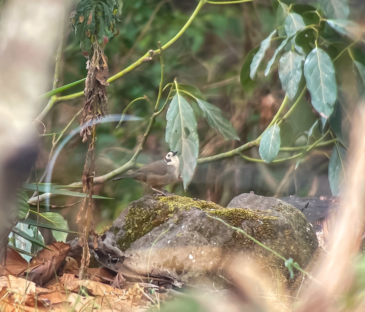 White-faced Ground-Sparrow - ML618169738