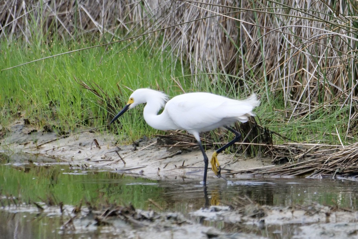 Snowy Egret - Bruce & Lori Whitehouse