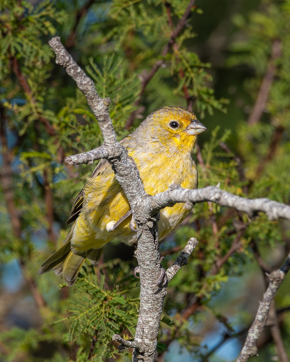 Grassland Yellow-Finch - ML618169798