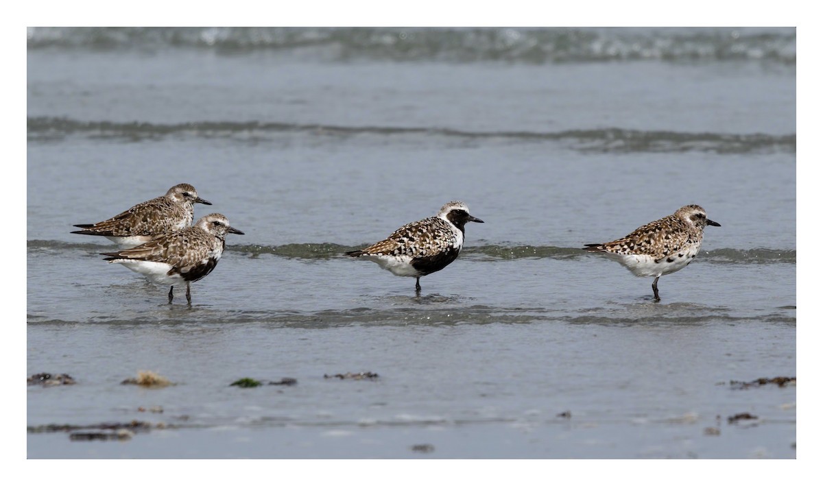 Black Turnstone - Tristan Chapman