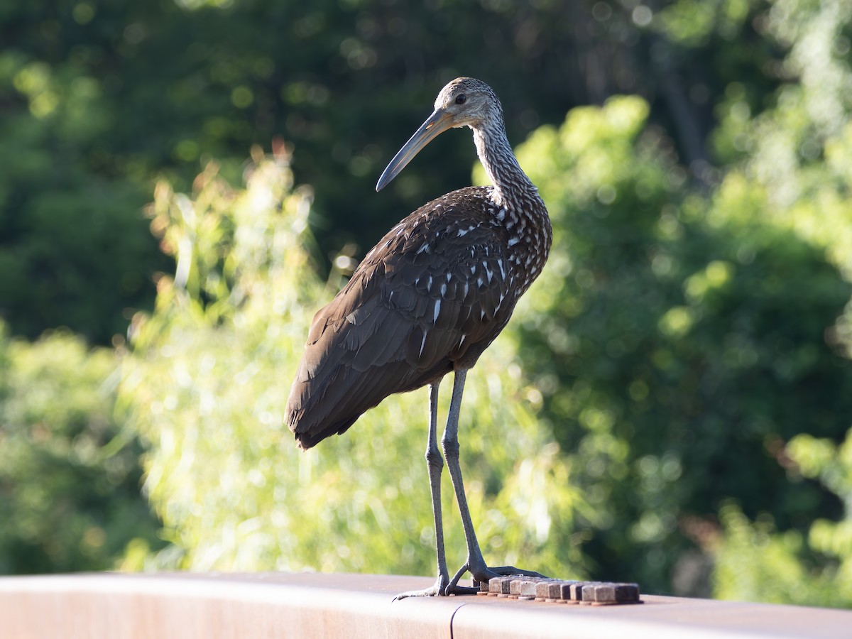 Limpkin - Mark Scheuerman