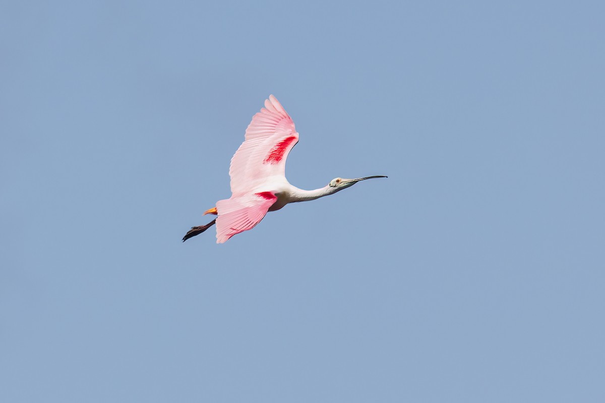 Roseate Spoonbill - Mark Stephenson