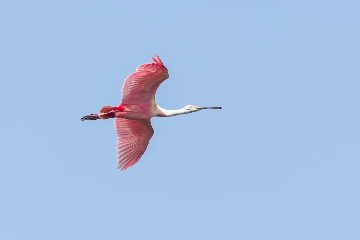 Roseate Spoonbill - Mark Stephenson