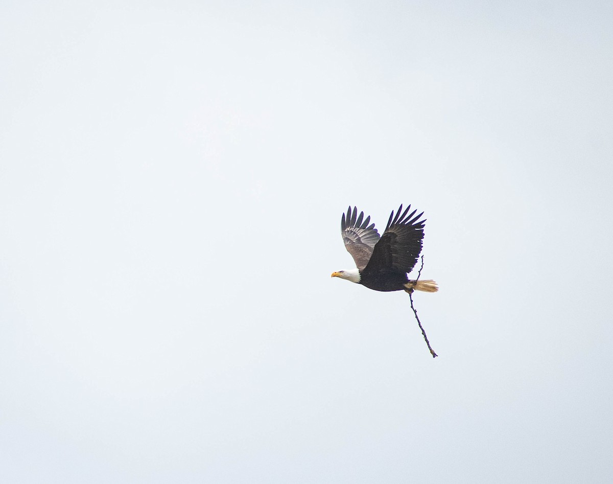 Bald Eagle - Valita Volkman