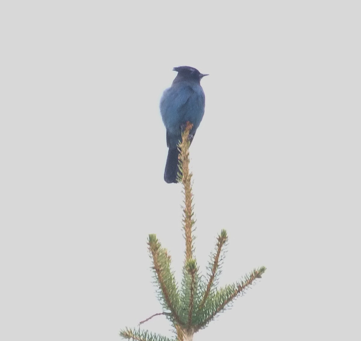 Steller's Jay (Southwest Interior) - Kenneth Stinchcomb