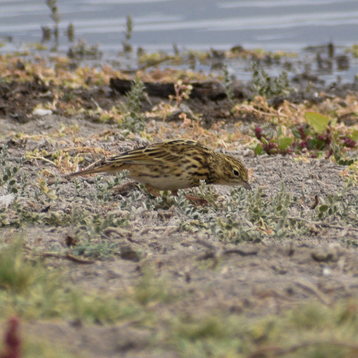 Correndera Pipit - Gabriela Cartes