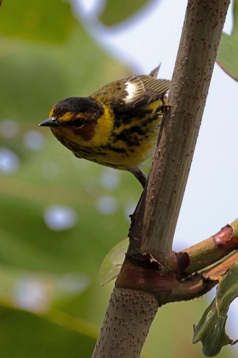 Cape May Warbler - Ryan Graham