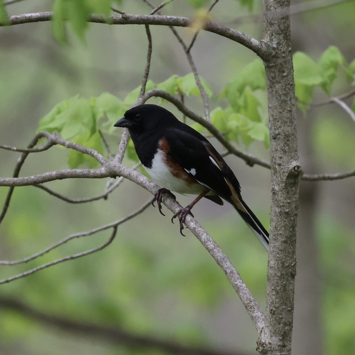 Eastern Towhee - Michael Burkhart