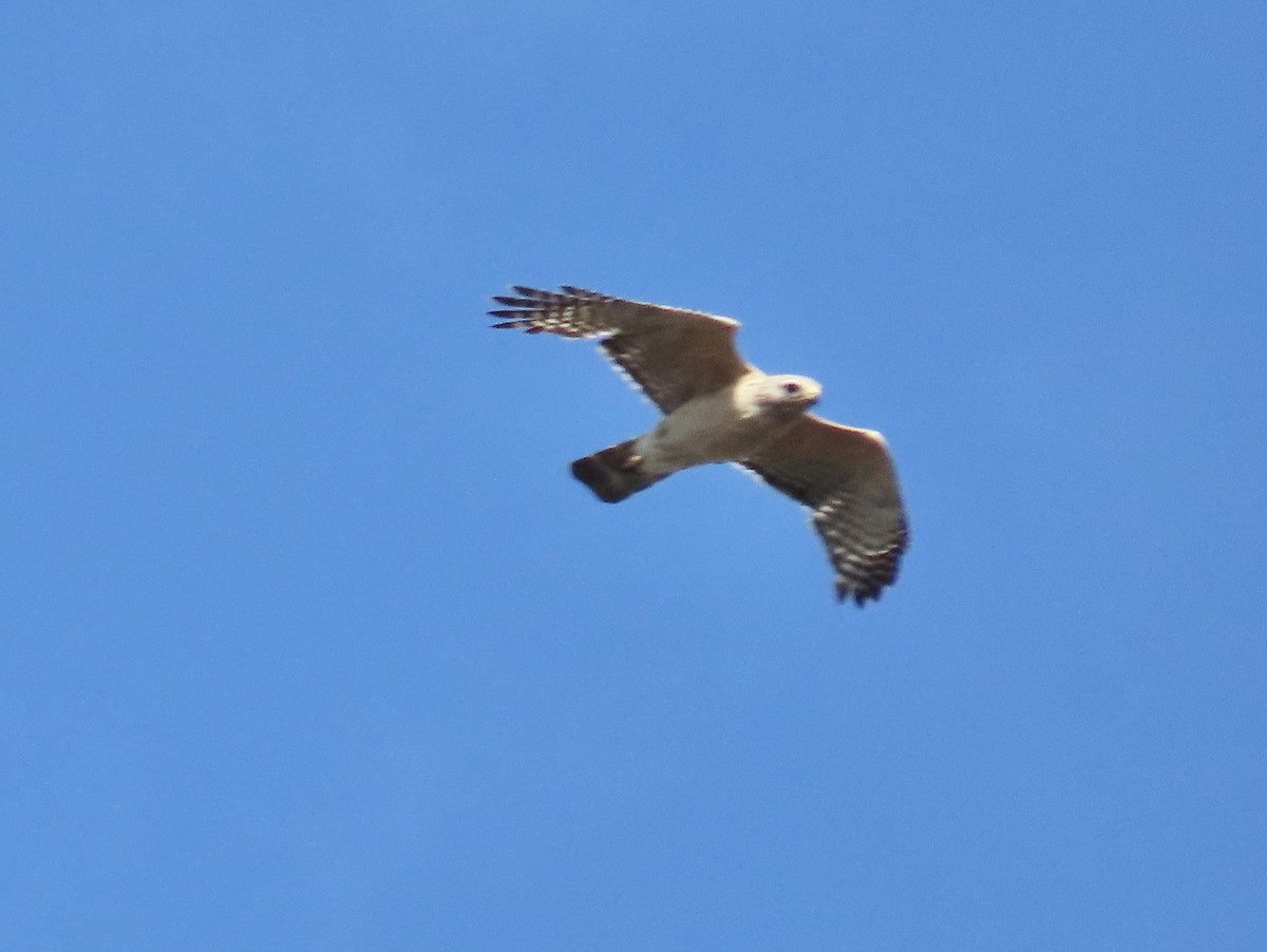 Red-shouldered Hawk (extimus) - Tim Ryan