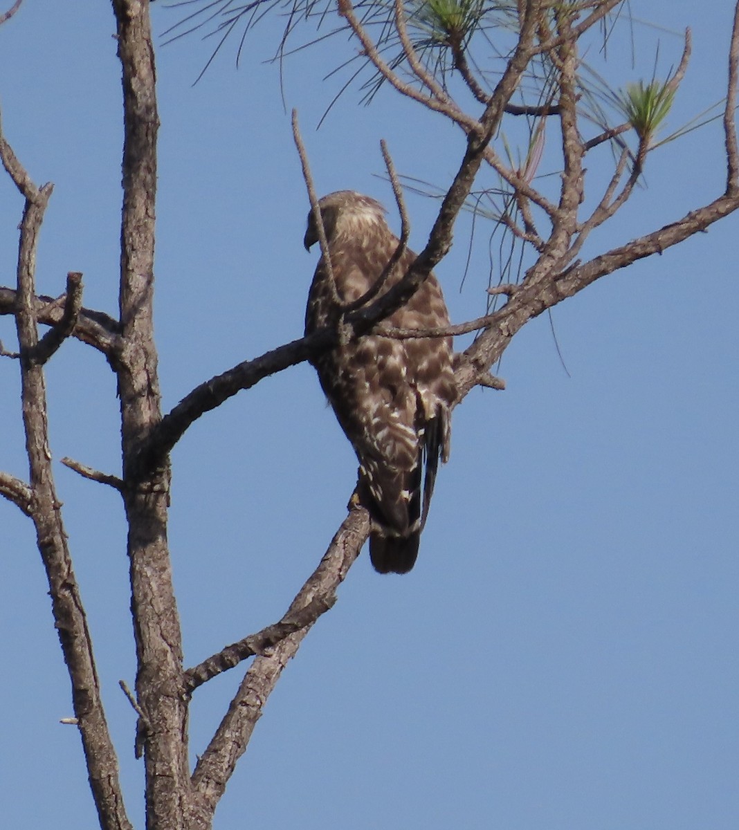 Red-shouldered Hawk (extimus) - Tim Ryan