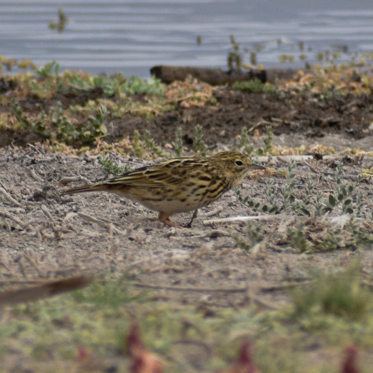 Correndera Pipit - Gabriela Cartes