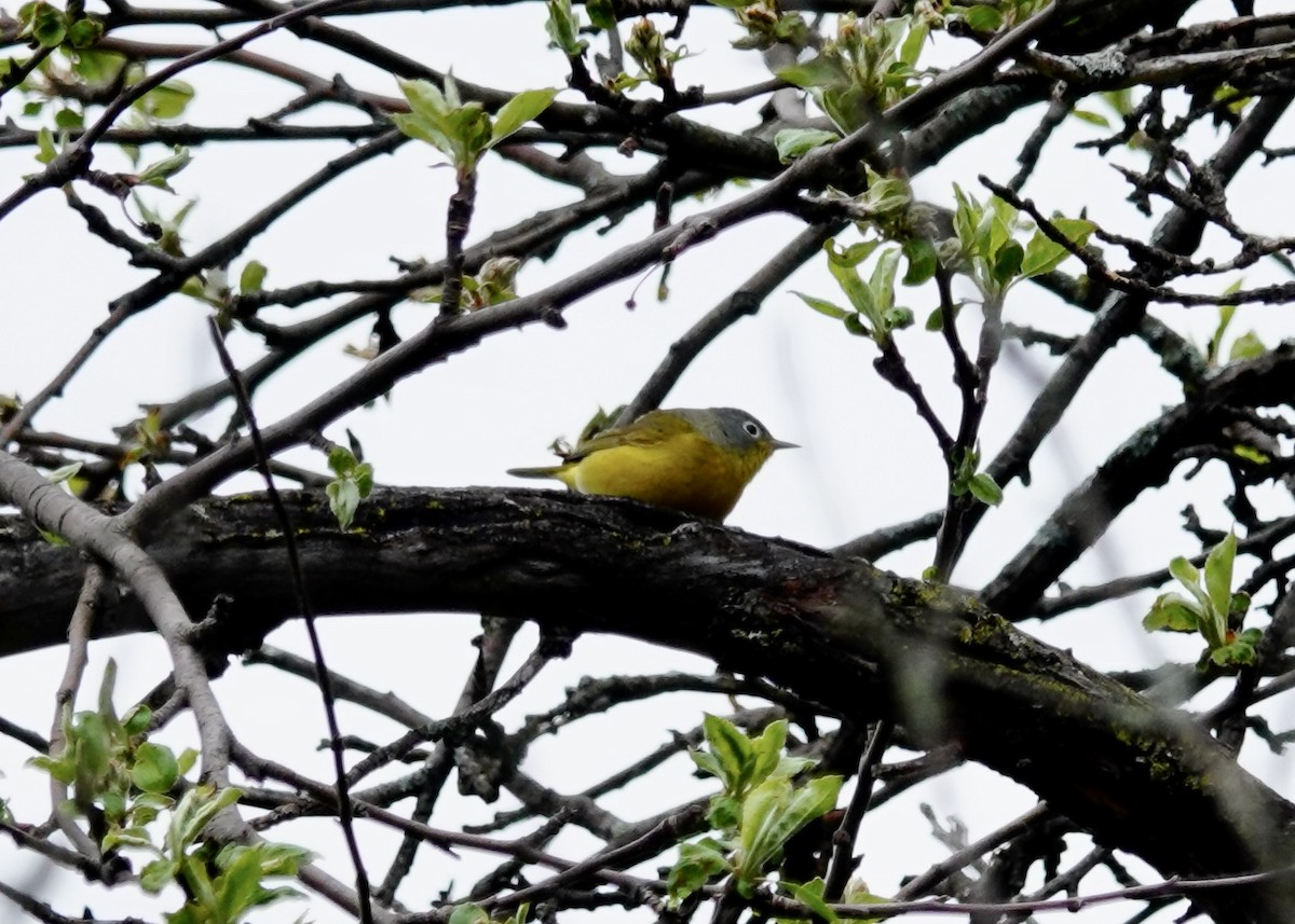 Nashville Warbler - Patricia Bishop Turner